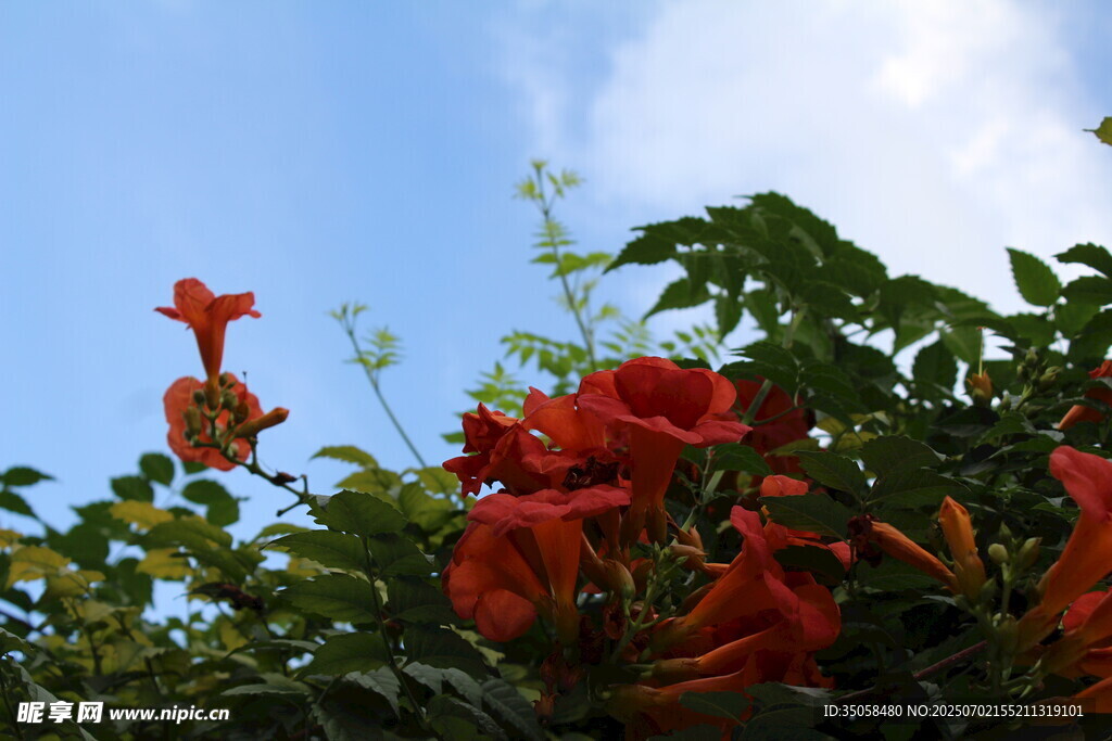  凌霄花