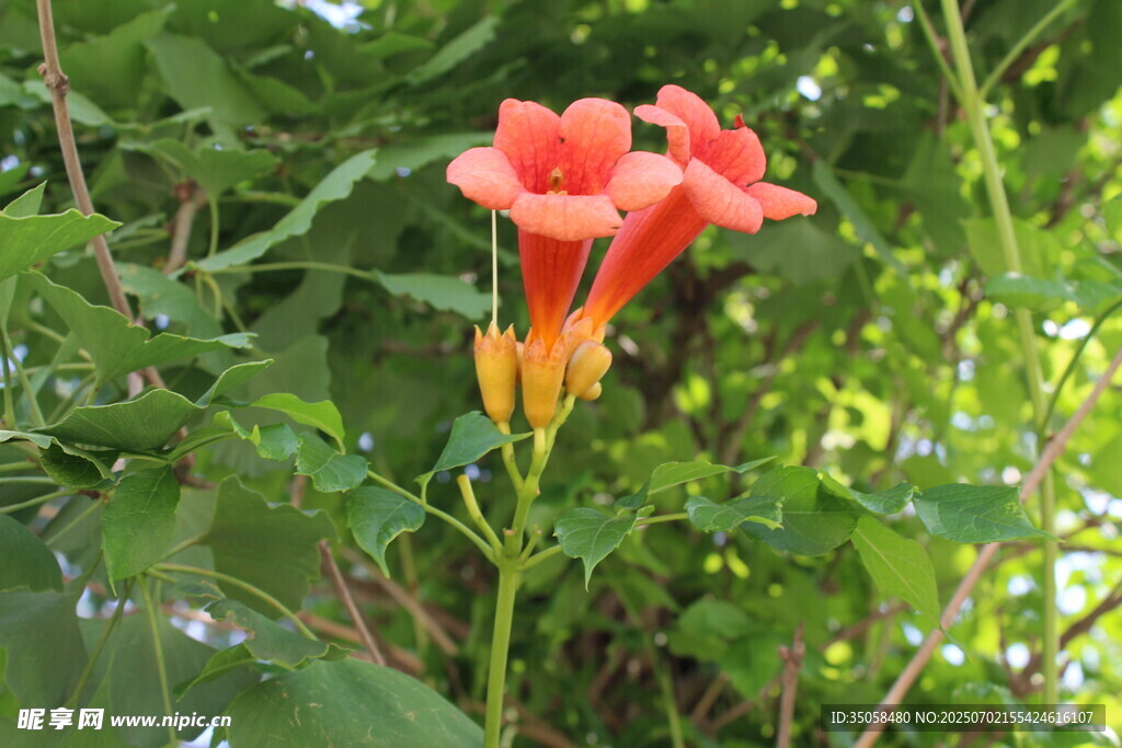 凌霄花  