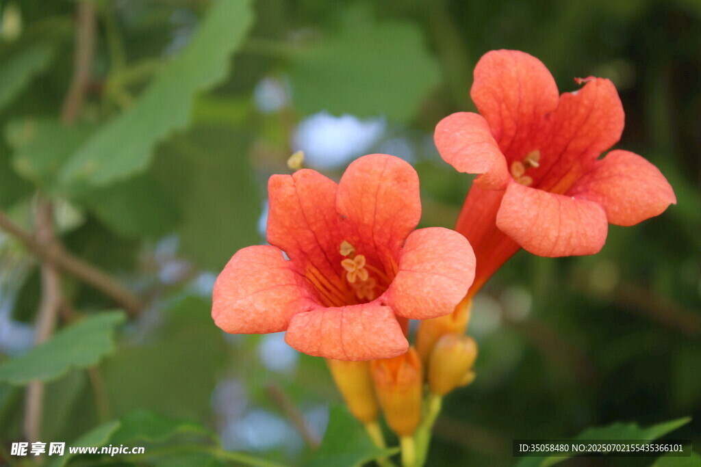  凌霄花
