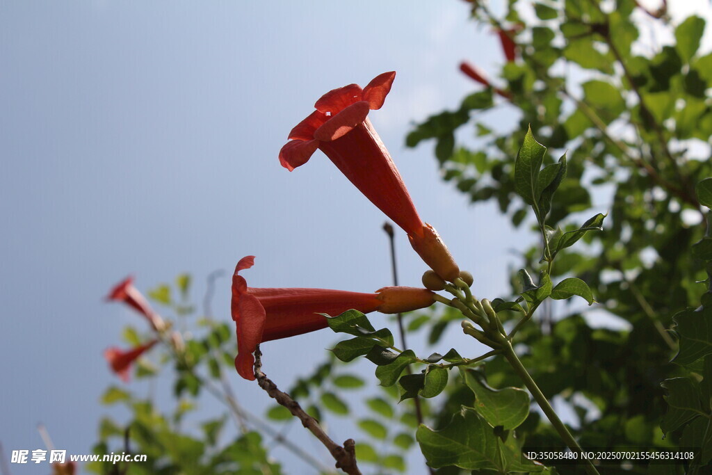 凌霄花  