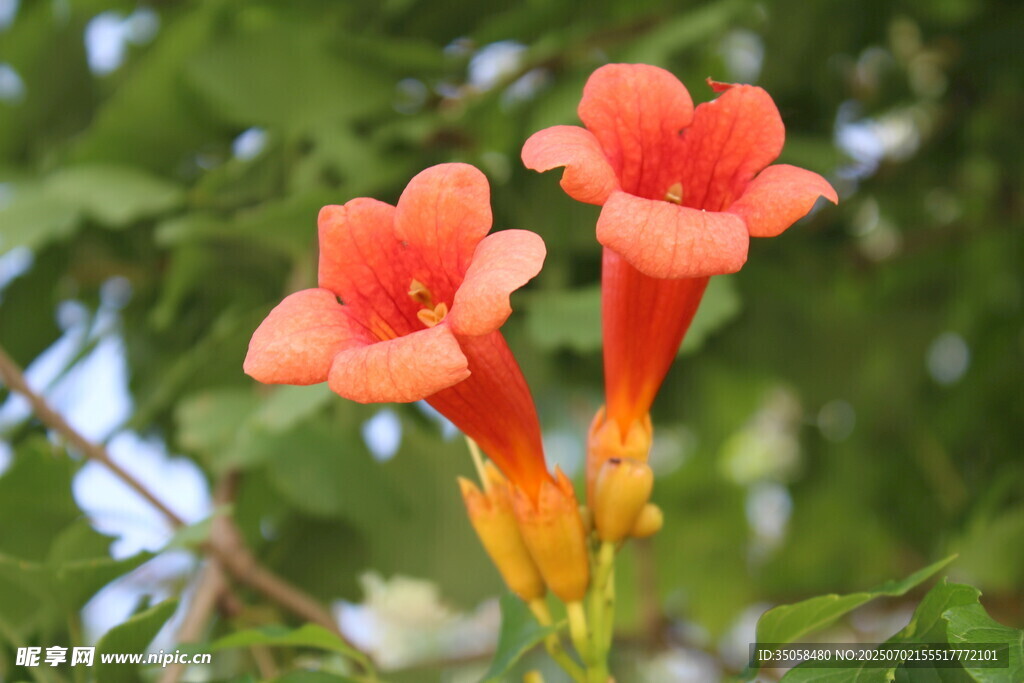 凌霄花 