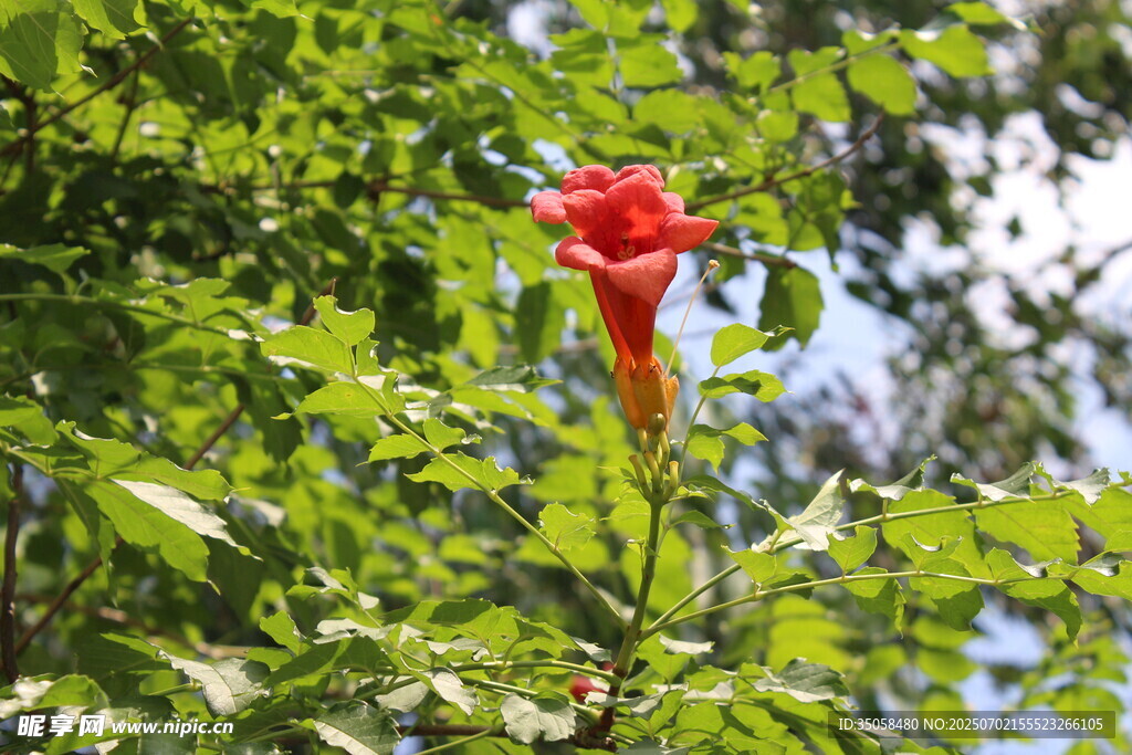 凌霄花  