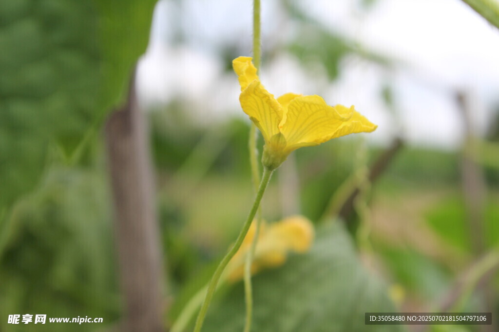  苦瓜花  