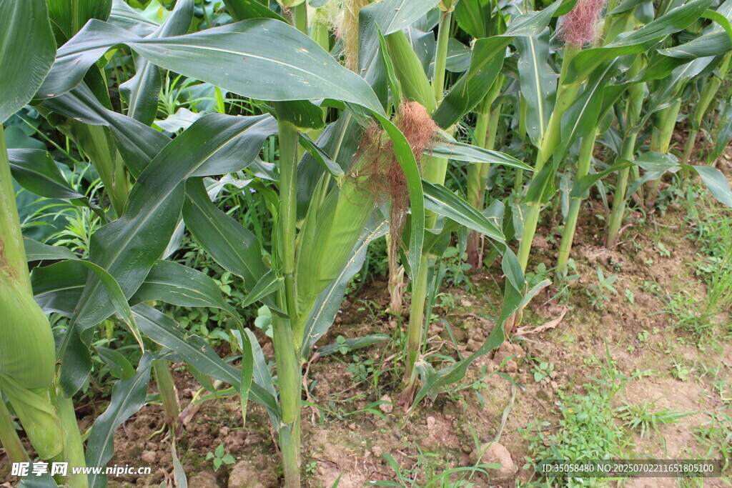  玉米植株