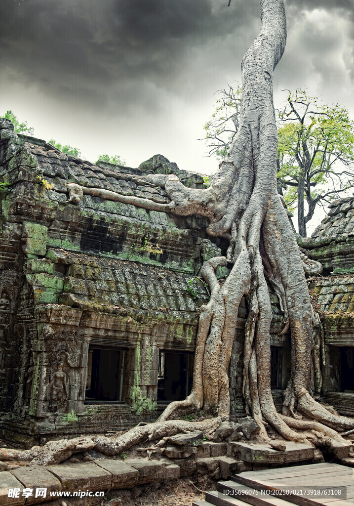 古樹下的神秘古老寺廟遺跡