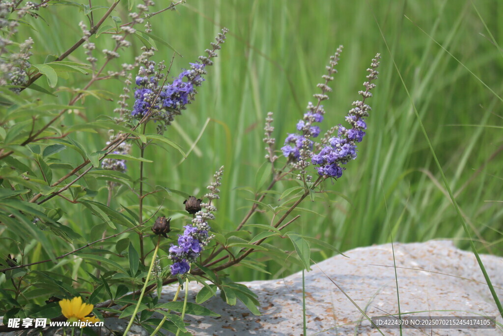 牡荊