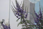 牡荊