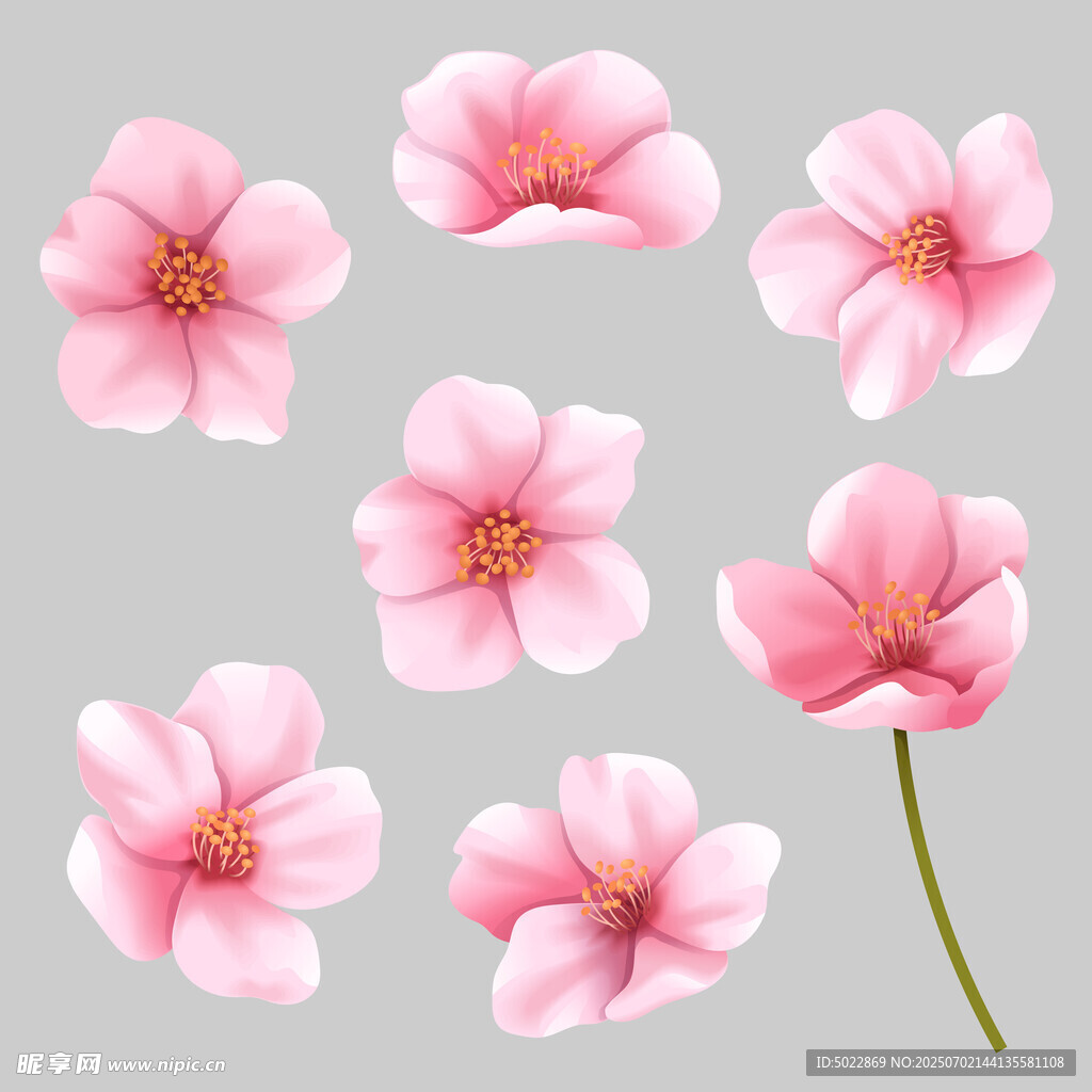 粉色櫻花花朵素材