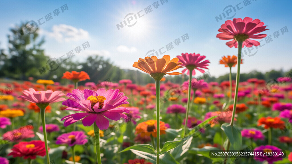 夏花正盛 不負驕陽