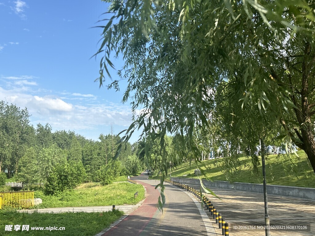 夏日公園林蔭小路美景