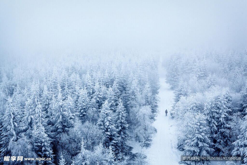 冬日雪覆森林美景