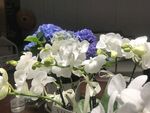 多彩花卉組合