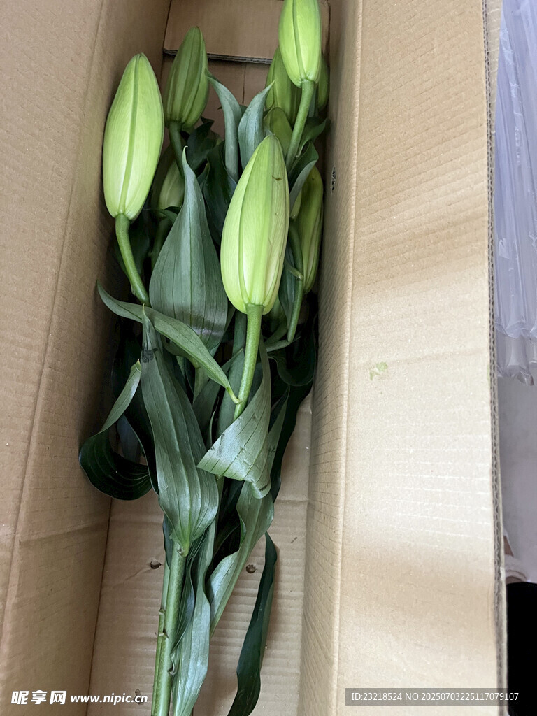 百合花待放