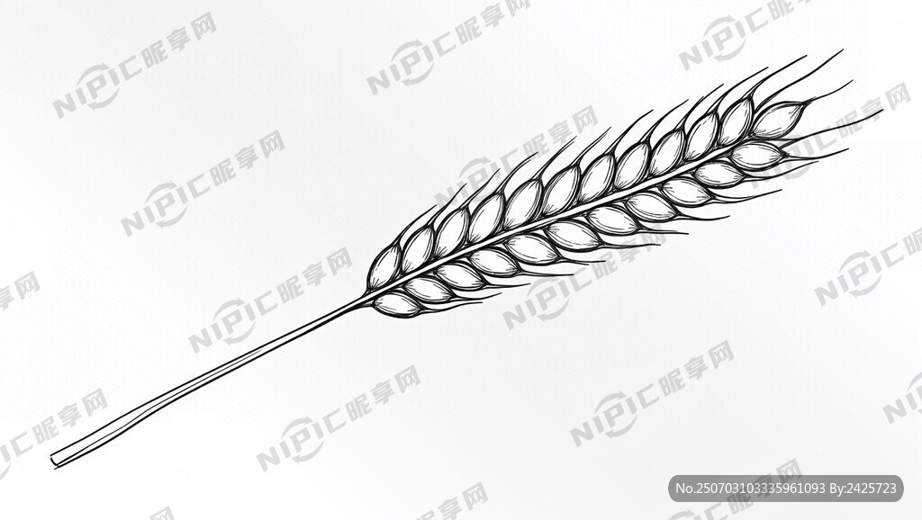 一把青稞穗 造型飽滿優美