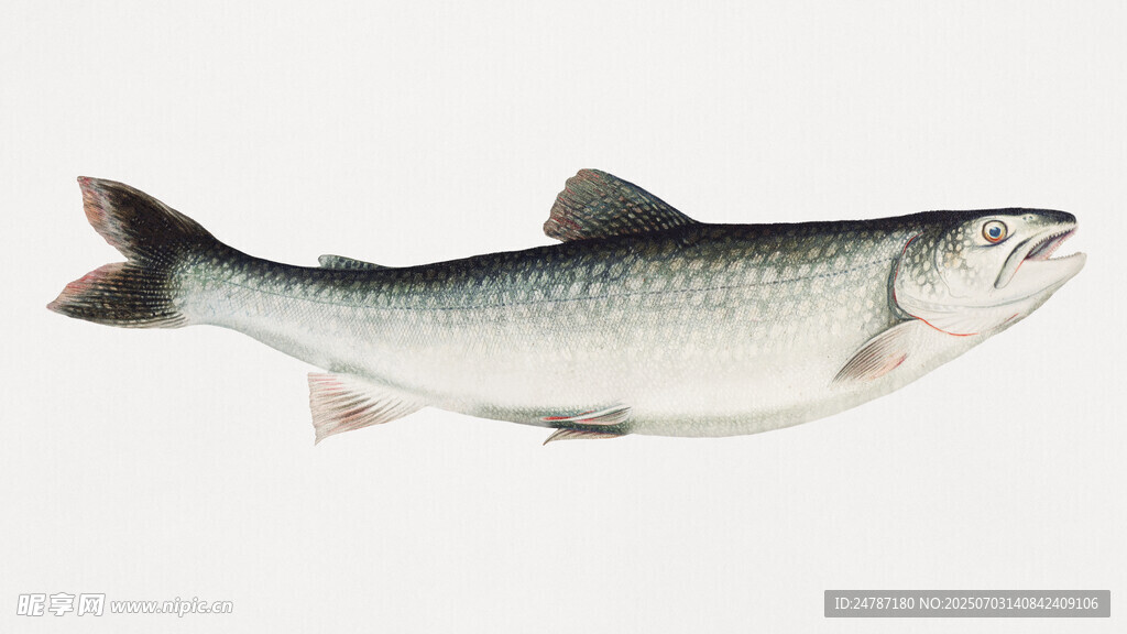 鱒魚
