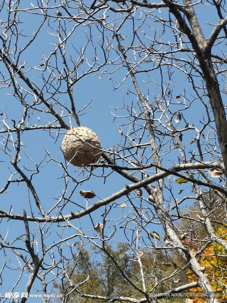 樹(shù)枝上的馬蜂巢