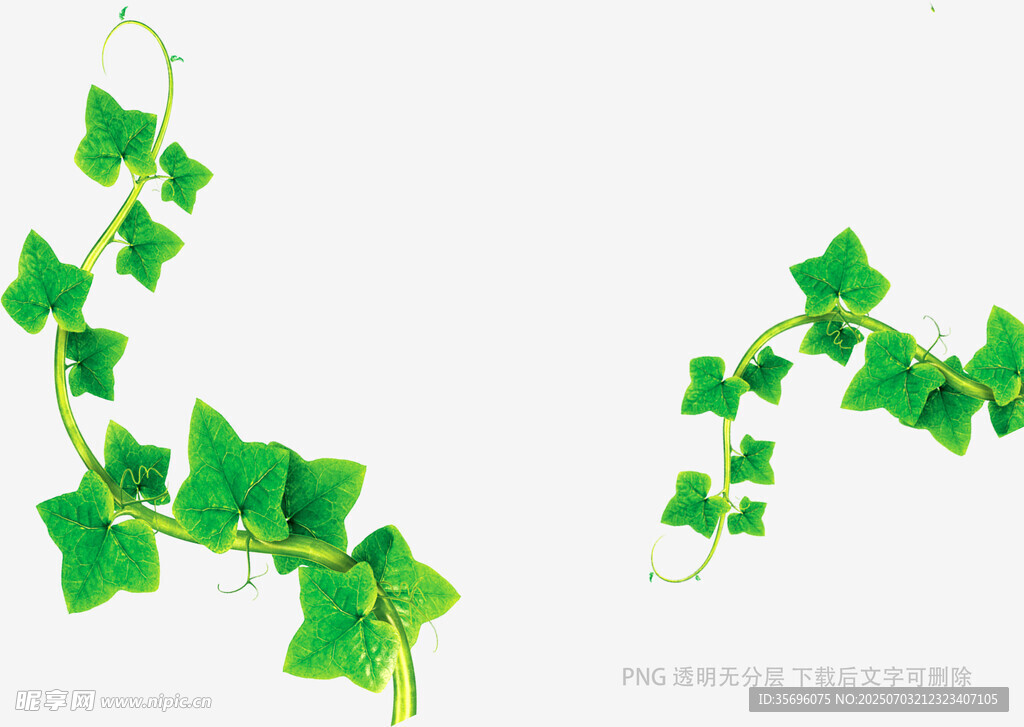 綠色藤蔓植物裝飾圖案