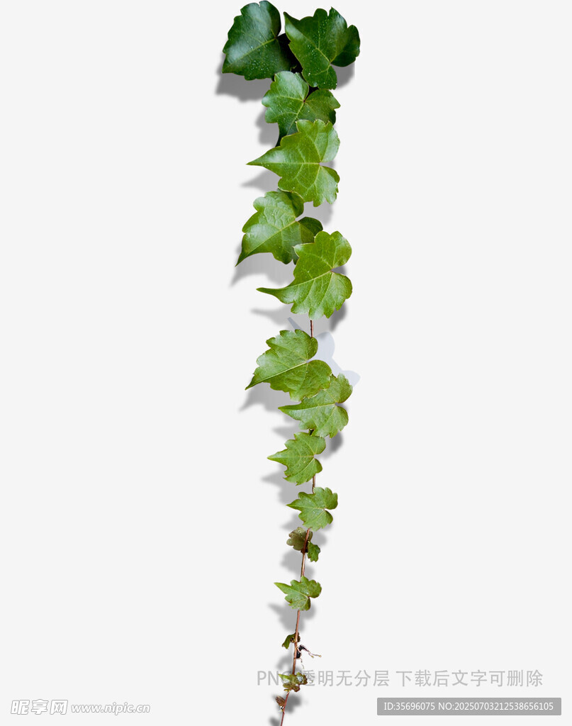垂掛的翠綠藤蔓植物
