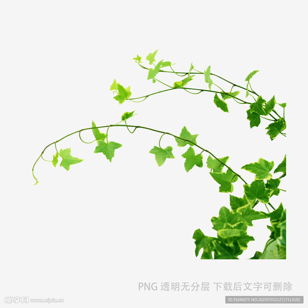 翠綠藤蔓蜿蜒生長