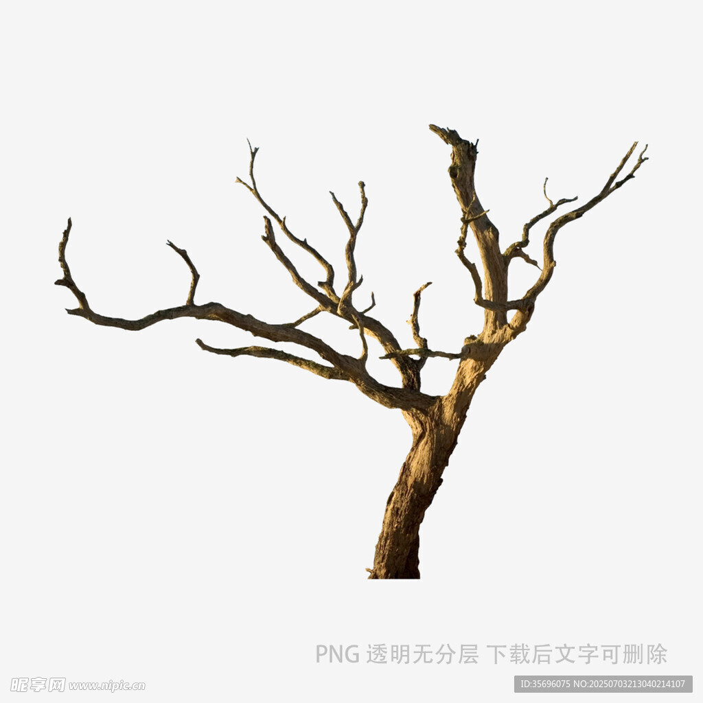 枯樹特寫