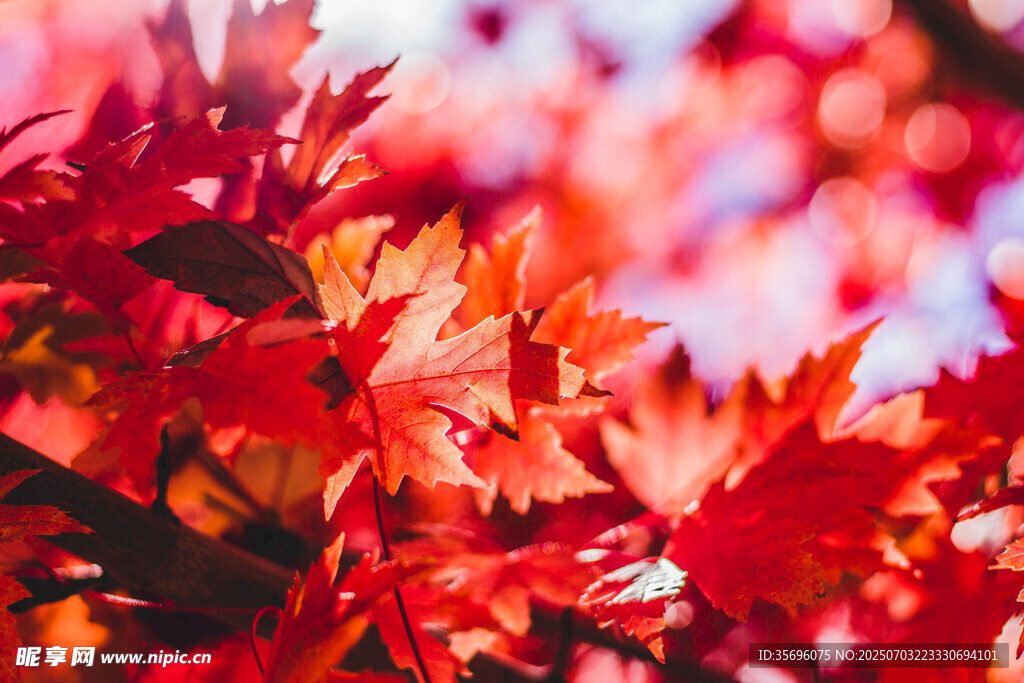 秋日紅楓葉特寫