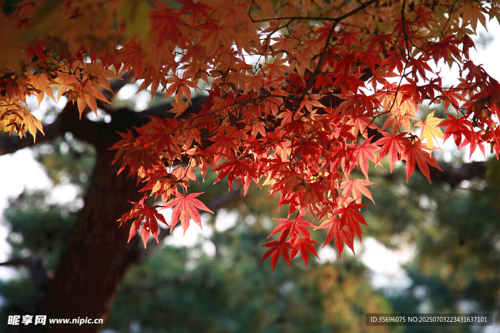 秋日紅楓枝頭美景