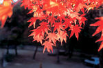秋日紅楓葉景