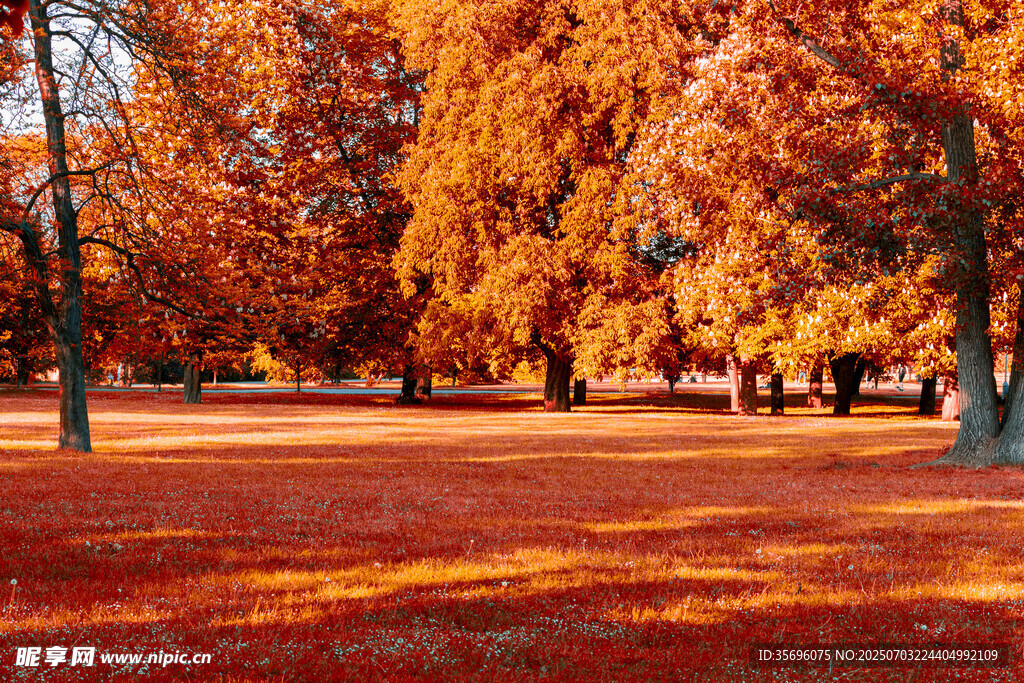 秋日公園絢爛紅葉美景
