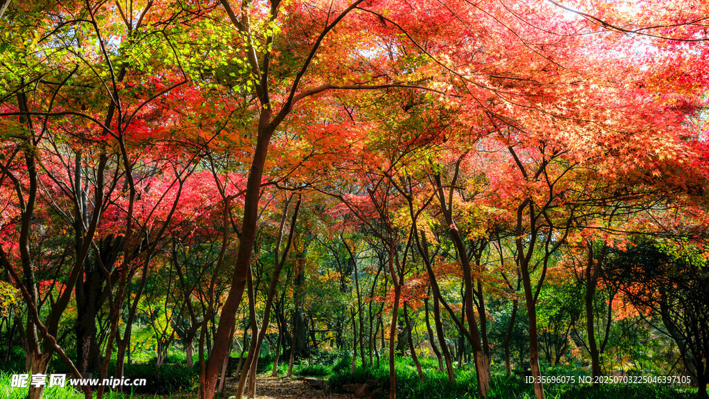 秋日楓林美景
