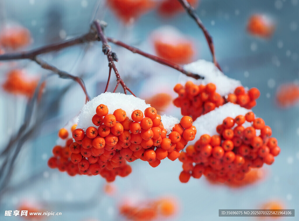 雪中紅果枝頭俏