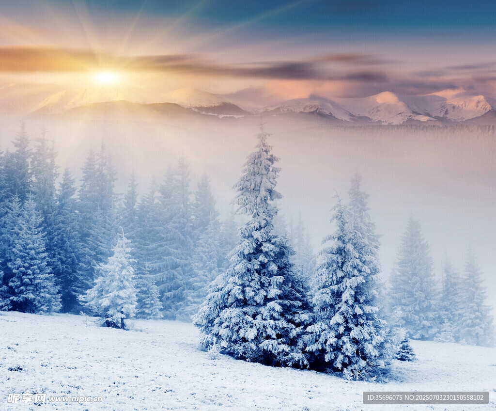 冬日雪林日出美景