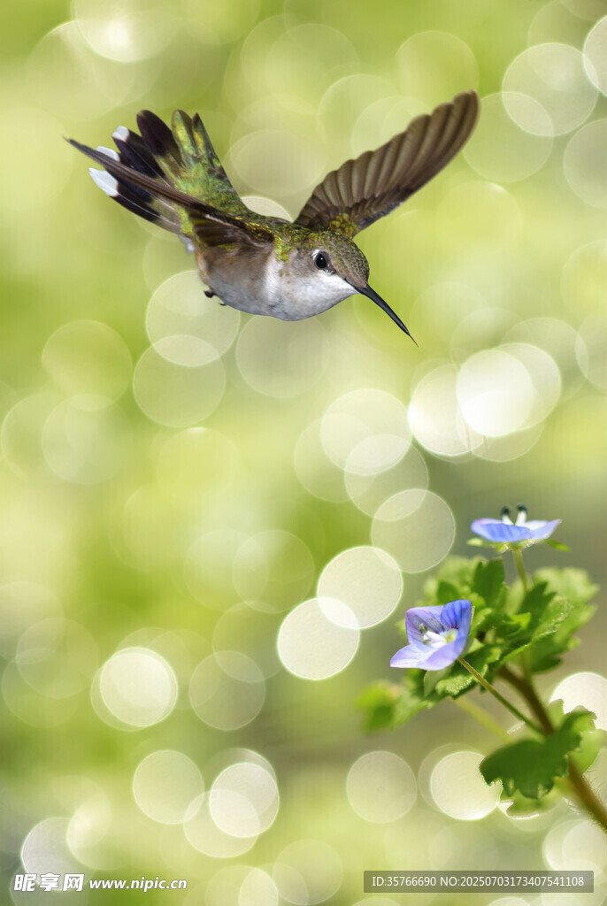 蜂鳥(niǎo)花間飛舞
