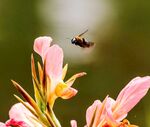 蜜蜂飛舞于嬌艷花朵間