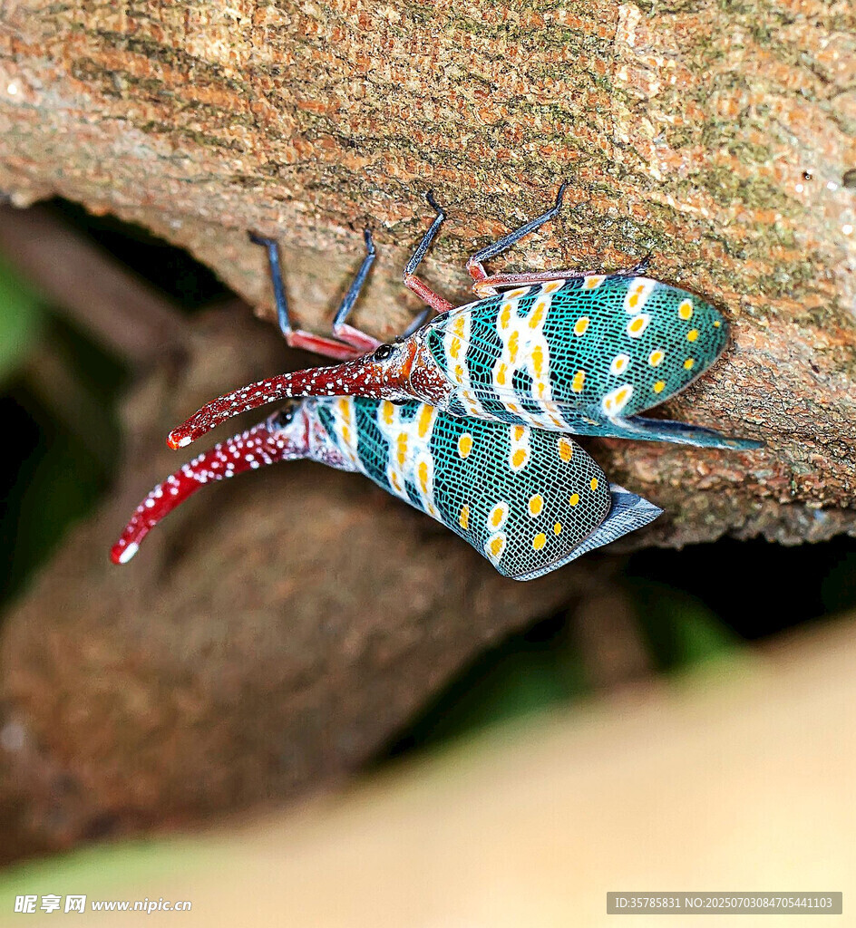 長角