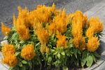 雞冠花