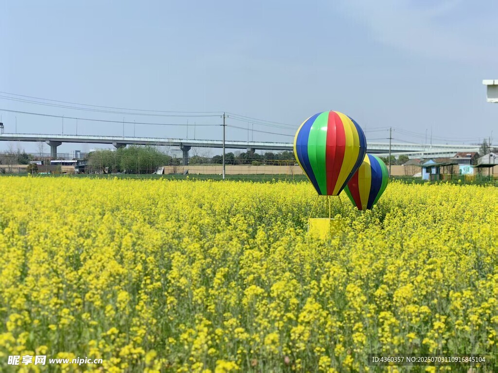 油菜花