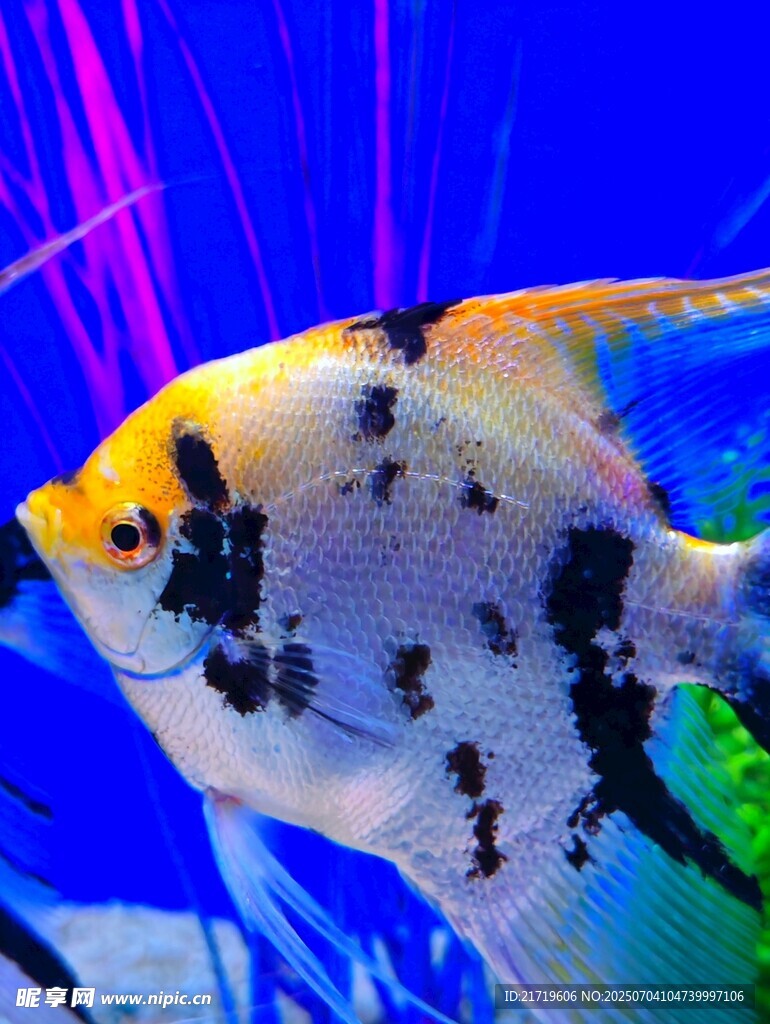 美麗神仙魚特寫