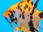 色彩斑斕的神仙魚特寫