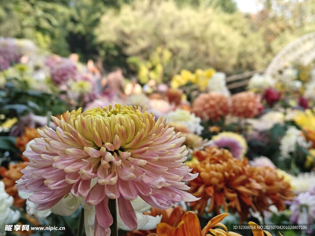 多彩菊花綻放的美麗景致