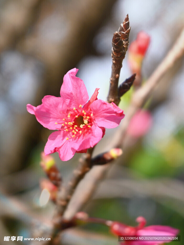 枝頭綻放的嬌艷粉色花朵