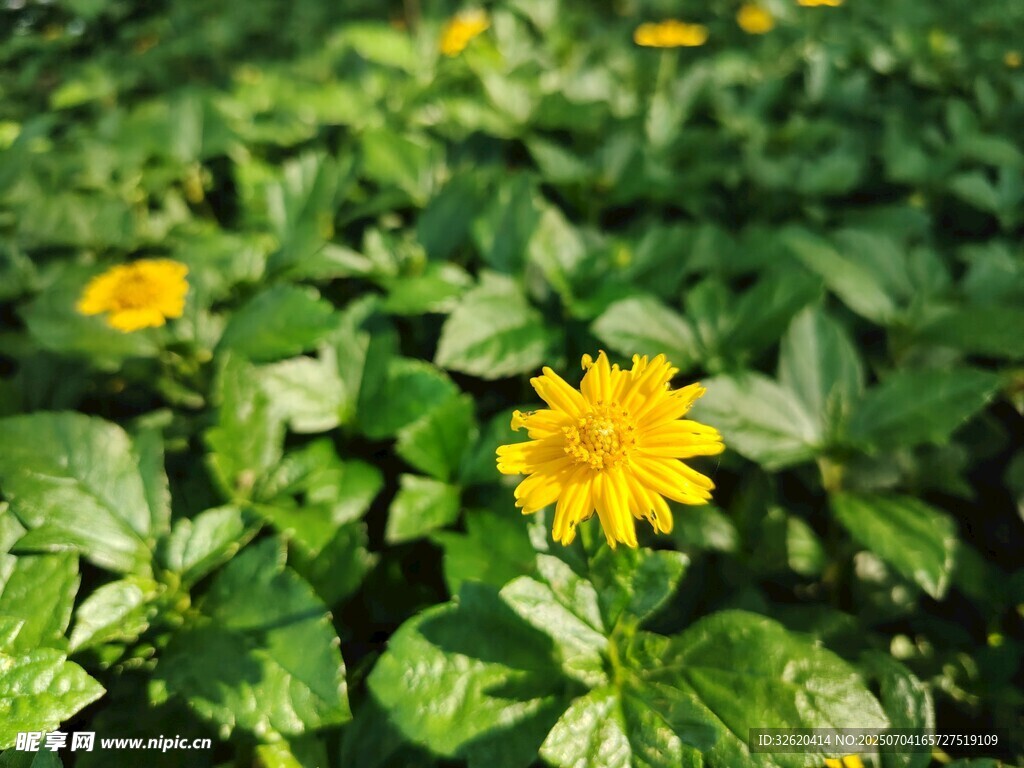 蟛蜞菊