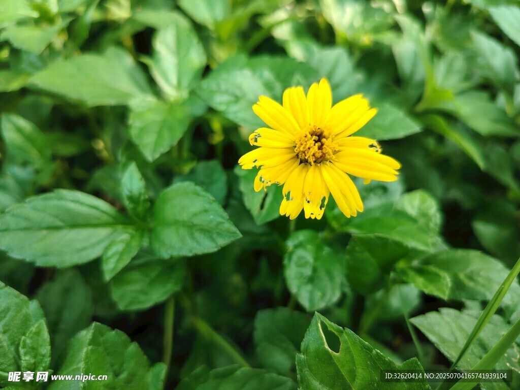 蟛蜞菊