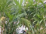 茂密綠植景觀