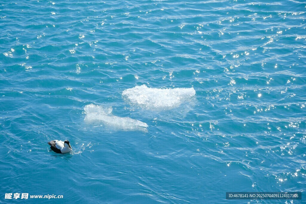 海面上的浮冰與海鳥