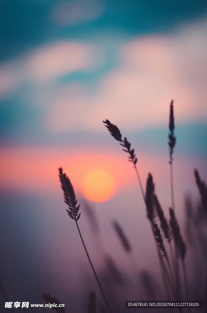 夕陽下的草影