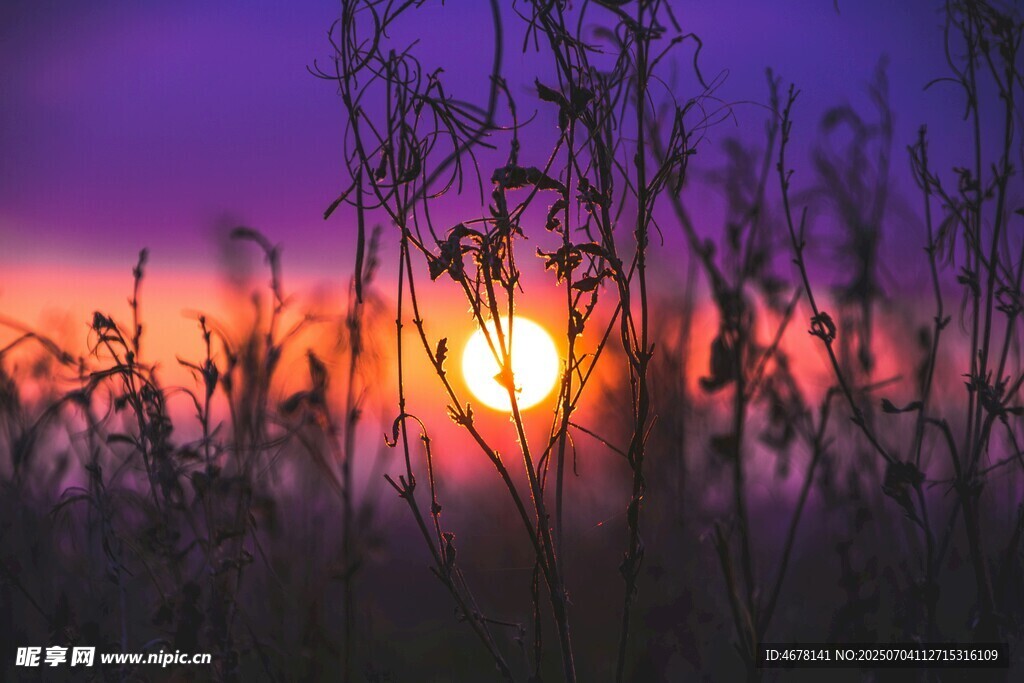 夕陽下的草叢美景