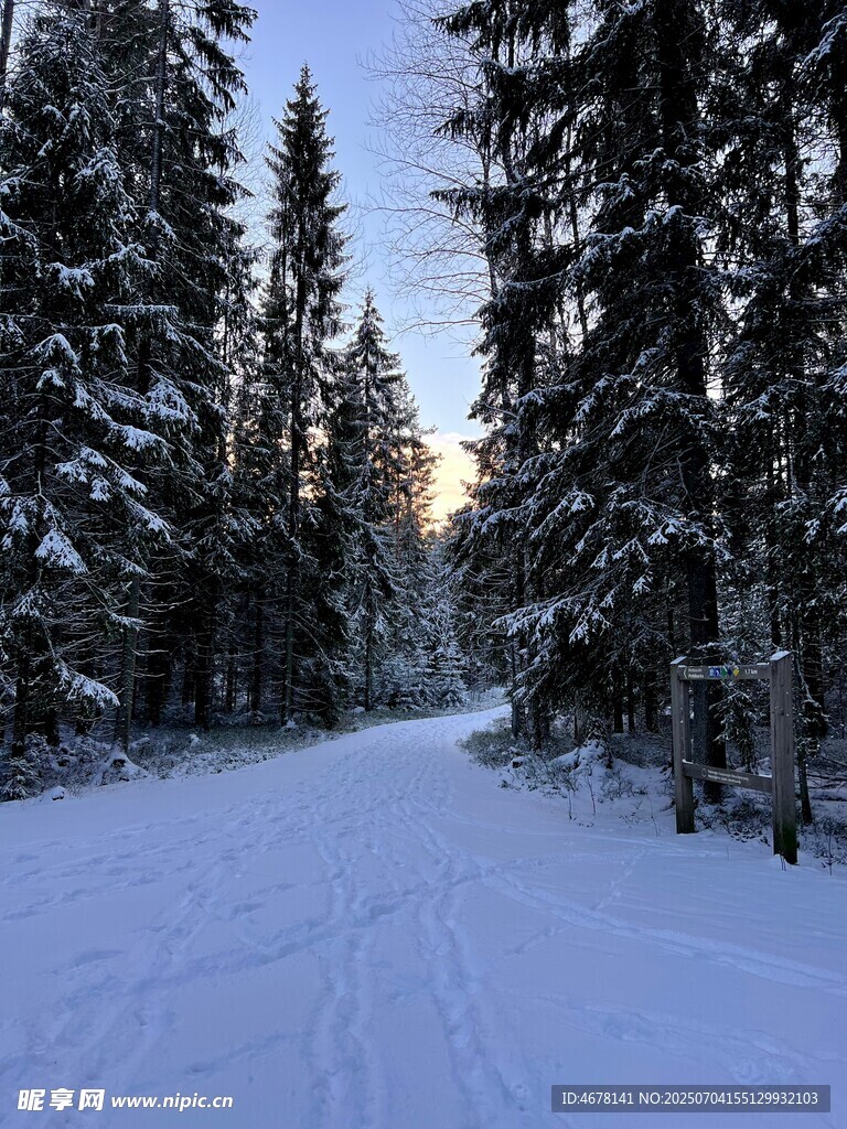 冬日雪林小道美景