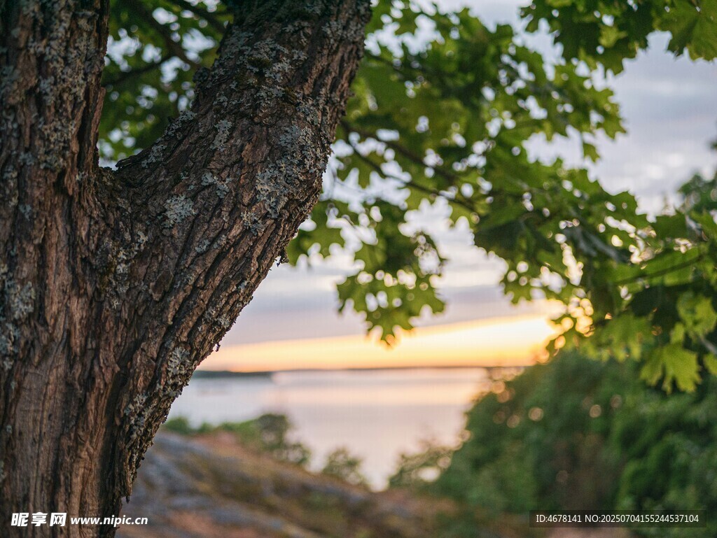 樹旁湖畔的美麗黃昏景色