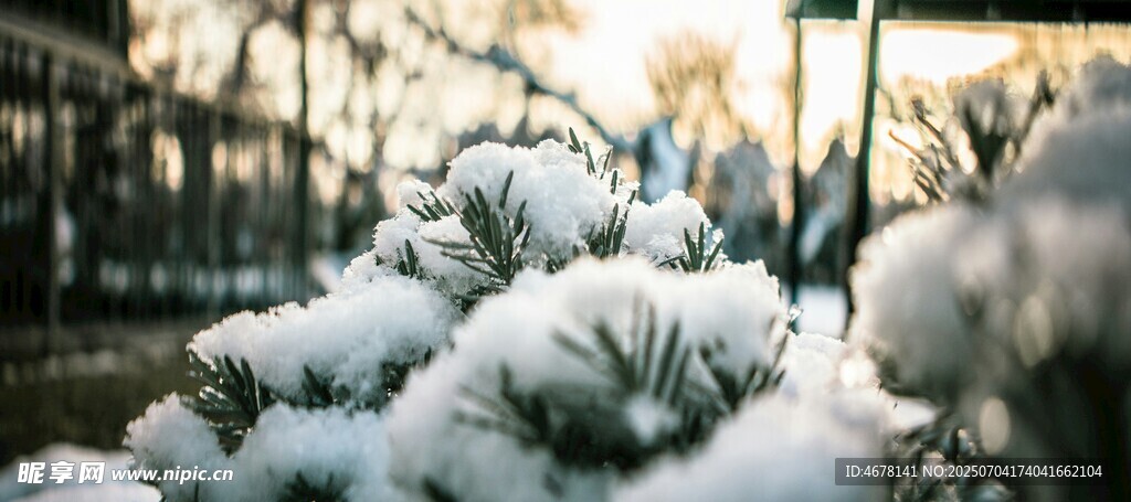 雪覆花卉冬日清新景致