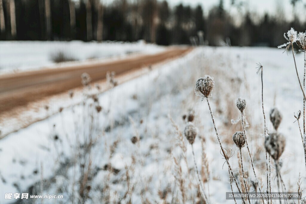 冬日雪覆路旁枯萎植物
